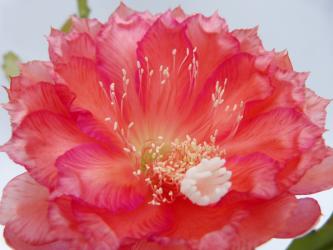 Epicactus-Hybriden My-O-My 