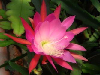 Epicactus-Hybriden Mystic Magic ESA13049 