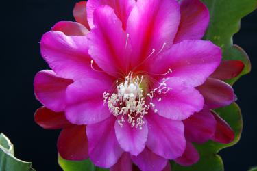 Epicactus-Hybriden Natasha Flechsig 