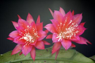 Epicactus-Hybriden Nicole Paetz 