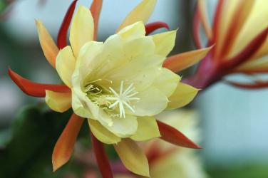 Epicactus-Hybriden Oakleigh Dominator 