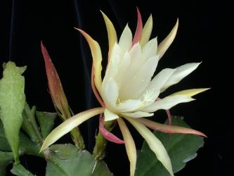 Epicactus-Hybriden Omeinishiki 