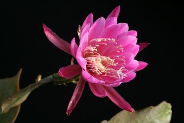 Epicactus-Hybriden Opfergabe 