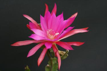 Epicactus-Hybriden Oriental Dancer 