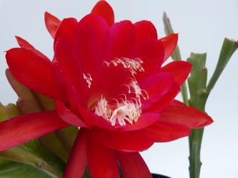 Epicactus-Hybriden Osterfeuer 