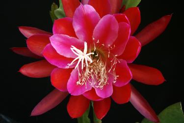 Epicactus-Hybriden Osterfreude 