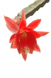 Epicactus-Hybriden Otto Siepke 