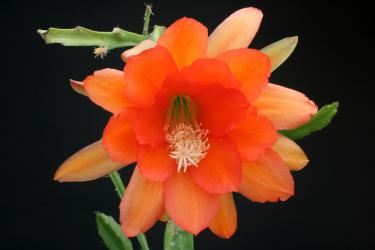 Epicactus-Hybriden Ozark Beauty 