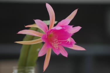 Epicactus-Hybriden P. J. Schade 