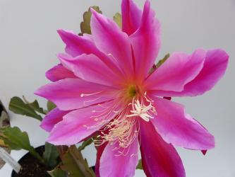 Epicactus-Hybriden Pegasus 