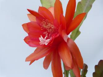 Epicactus-Hybriden Perry J. 