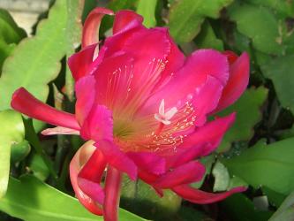 Epicactus-Hybriden Persuader 