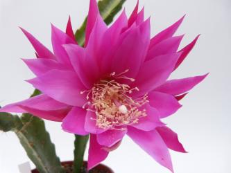 Epicactus-Hybriden Phoenix 