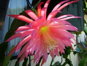 Epicactus-Hybriden Pink Plumes 