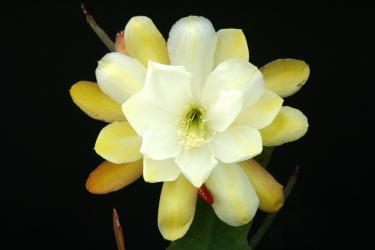 Epicactus-Hybriden Pistachio 