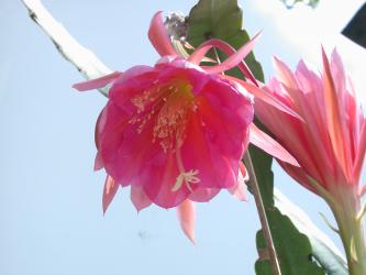 Epicactus-Hybriden Prince of Romany 