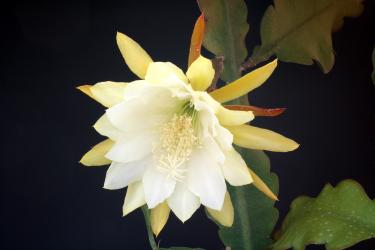 Epicactus-Hybriden Princess Kelly S. 