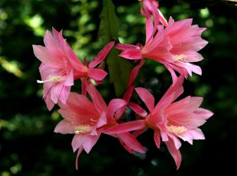 Epicactus-Hybriden Princess Kirsten ESA13005 