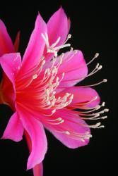 Epicactus-Hybriden Püppi Paetz 