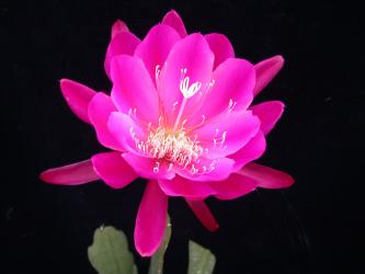 Epicactus-Hybriden Radiant Fire 