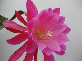 Epicactus-Hybriden Rainbow Trail 