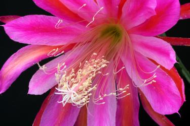 Epicactus-Hybriden Rainbows End 