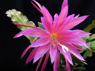 Epicactus-Hybriden Raspberry 