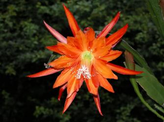 Epicactus-Hybriden Raymond Eden ESA12830 