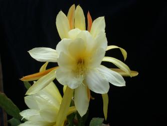 Epicactus-Hybriden Reward 