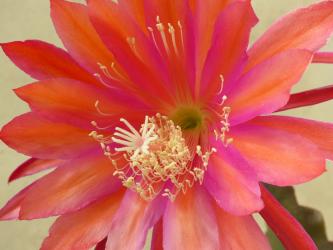 Epicactus-Hybriden Riese von Erlau 