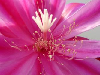 Epicactus-Hybriden Rio Rosa 