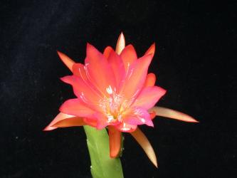 Epicactus-Hybriden Rita Paetz 