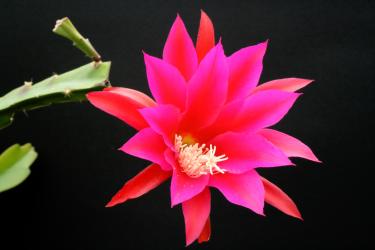 Epicactus-Hybriden Roger Paetz 