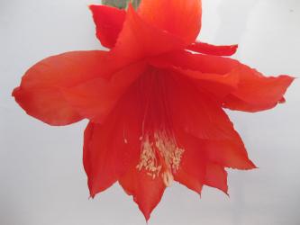 Epicactus-Hybriden Rolf Paetz 