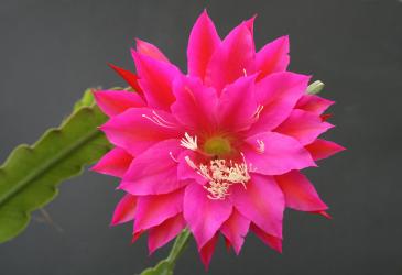 Epicactus-Hybriden Romantic Night 