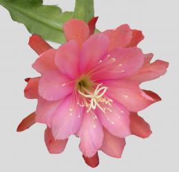 Epicactus-Hybriden Rose Queen 