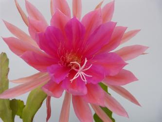 Epicactus-Hybriden Rose Star 