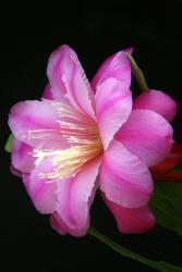 Epicactus-Hybriden Rose Tornado 