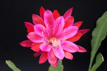 Epicactus-Hybriden Rosenfreude 