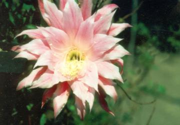 Epicactus-Hybriden Rosita Paetz 