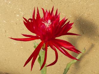 Epicactus-Hybriden Ruby Pinwheel 