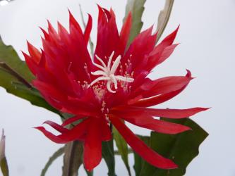 Epicactus-Hybriden Ruby Snowflake 