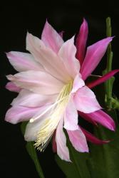 Epicactus-Hybriden Ruth Wallace 