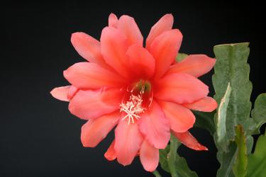 Epicactus-Hybriden Sachsenland 