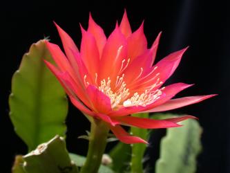 Epicactus-Hybriden Sarah Paetz 