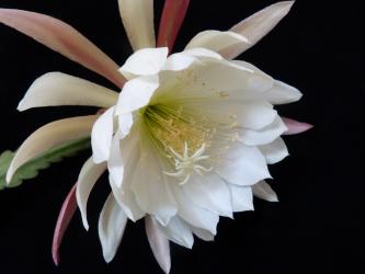 Epicactus-Hybriden Savoye 