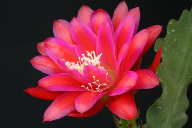 Epicactus-Hybriden Scoop of Raspberry 