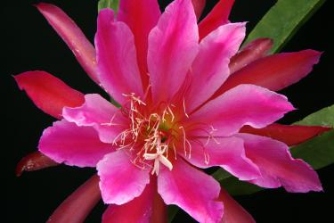 Epicactus-Hybriden Show Boat 