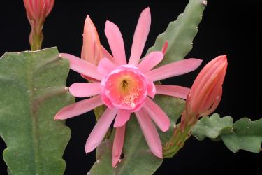 Epicactus-Hybriden Siegfried (Kn) 