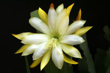 Epicactus-Hybriden Simpatico 